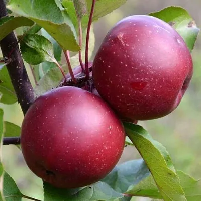 Красномясая в Смоленске