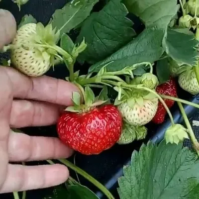 Клубника КИМБЕРЛИ в Смоленске