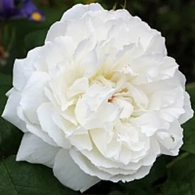 Саженцы роз ВИНЧЕСТЕР КАФЕДРАЛ английская  Саженцы роз ВИНЧЕСТЕР КАФЕДРАЛ английская в Смоленске