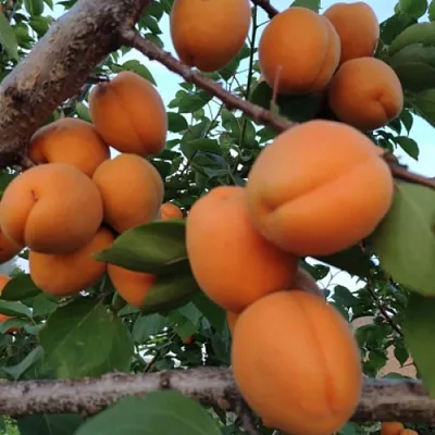 Абрикос ГОЛД РИЧ  Абрикос ГОЛД РИЧ в Смоленске