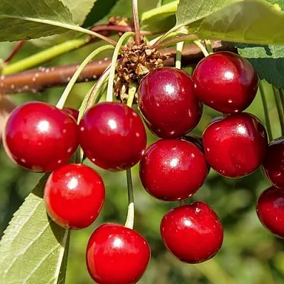 Дюк ИГРУШКА