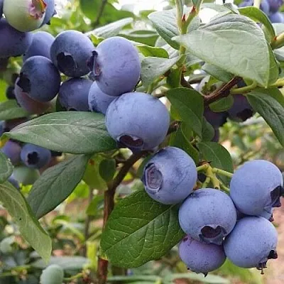 Голубика БЛЮГОЛД  Голубика БЛЮГОЛД в Смоленске