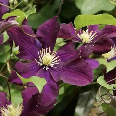 Клематис ГЕРОИ ВАРШАВЫ в Смоленске