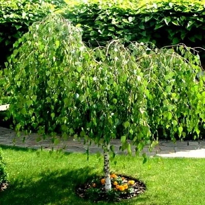 Береза  Береза в Смоленске