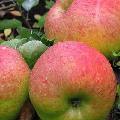 Яблоня ЯБЛОЧНЫЙ СПАС  Яблоня ЯБЛОЧНЫЙ СПАС в Смоленске