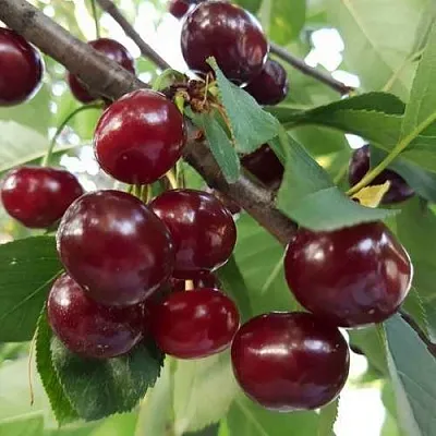 Дюк СЛАВЯНКА в Смоленске