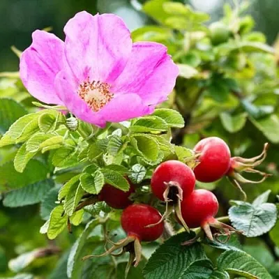 Шиповник  в Смоленске