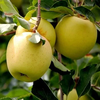 Яблоня ГОЛДЕН ВЛАДИМИРСКИЙ  Яблоня ГОЛДЕН ВЛАДИМИРСКИЙ в Смоленске