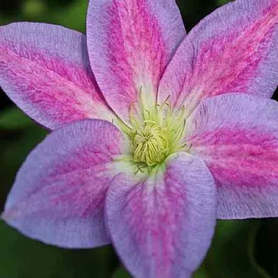 Клематис ЧЕЙНДЖ ОФ ХАРТ в Смоленске