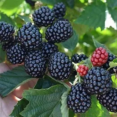 Ежевика ПОЛАР бесшипная  Ежевика ПОЛАР бесшипная в Смоленске