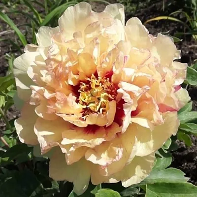 Пион КЕНАРИ БРИЛЛИАНТС ито-гибрид  Пион КЕНАРИ БРИЛЛИАНТС ито-гибрид в Смоленске