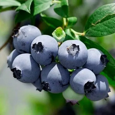 Голубика СИЕРРА  Голубика СИЕРРА в Смоленске