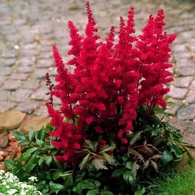 Астильба ГЛАТ Арендса в Смоленске