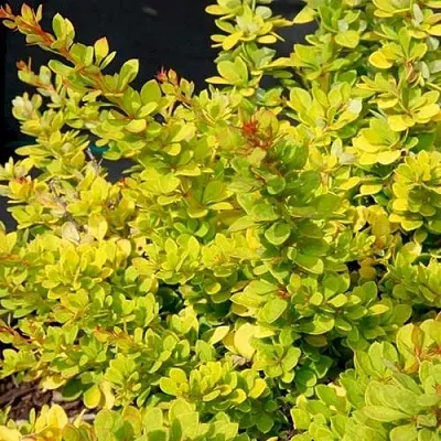 Барбарис СЕНСЕЙШЕН тунберга  Барбарис СЕНСЕЙШЕН тунберга в Смоленске