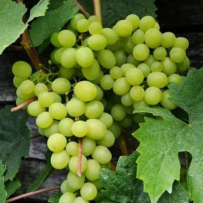 Виноград АЛЕШЕНЬКИН в Смоленске