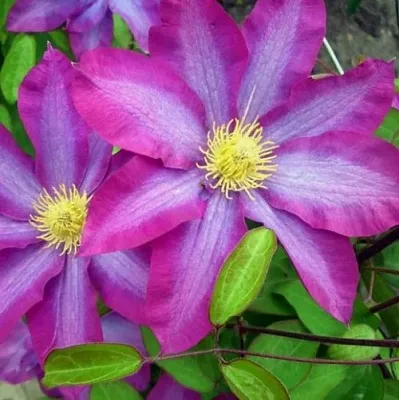 Клематис КАКИО в Смоленске