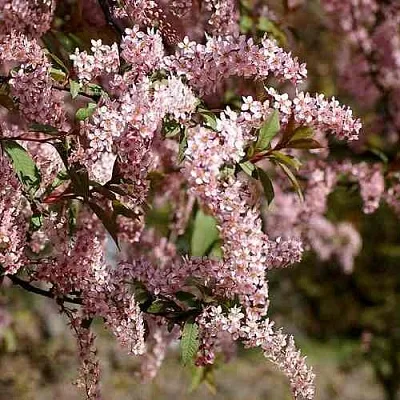 Черемуха НЕЖНОСТЬ  Черемуха НЕЖНОСТЬ в Смоленске