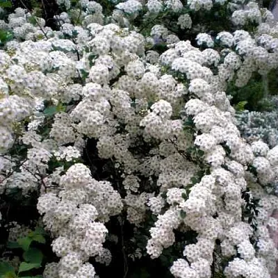 Спирея ВАНГУТТА в Смоленске