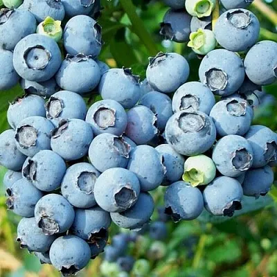 Голубика ПУРУ  Голубика ПУРУ в Смоленске