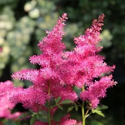 Астильба САННИ ДЕЙ гибридная  Астильба САННИ ДЕЙ гибридная в Смоленске