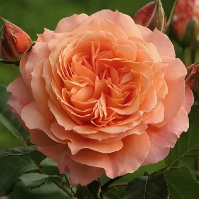 Саженцы роз БЕЛЬВЕДЕР шраб  Саженцы роз БЕЛЬВЕДЕР шраб в Смоленске