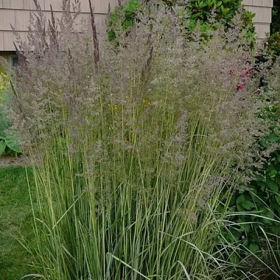 Вейник АВАЛАНШ остроцветковый  Вейник АВАЛАНШ остроцветковый в Смоленске