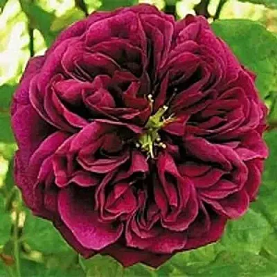 Саженцы роз ЗЕ ПРИНЦ английская  Саженцы роз ЗЕ ПРИНЦ английская в Смоленске