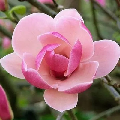 Магнолия РУСТИКА РУМБА в Смоленске