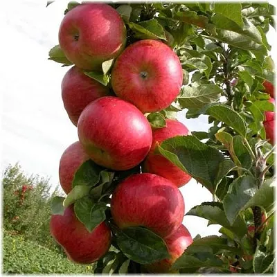 Яблоня ОСТАНКИНО колонновидная в Смоленске