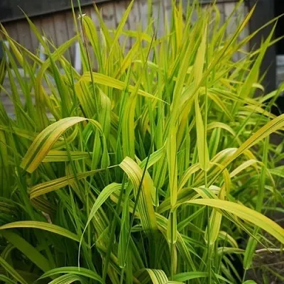 Фалярис АРКТИК САН тростниковый  Фалярис АРКТИК САН тростниковый в Смоленске