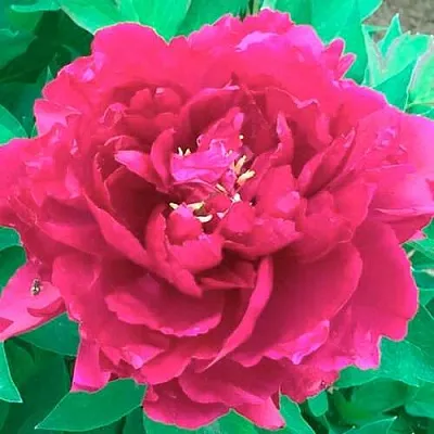 Пион ОСТРОВНОЙ МИНИСТР древовидный  Пион ОСТРОВНОЙ МИНИСТР древовидный в Смоленске