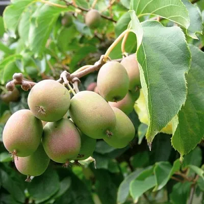 Актинидия ЛЮСИ аргута   Актинидия ЛЮСИ аргута  в Смоленске