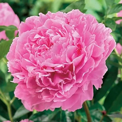 Пион МИСС ЭКХАРТ травянистый  Пион МИСС ЭКХАРТ травянистый в Смоленске