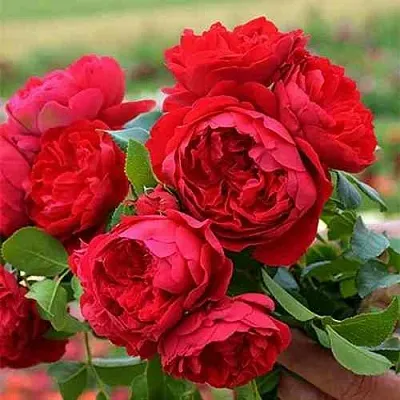 Саженцы роз ФЛОРЕНТИНА плетистая  Саженцы роз ФЛОРЕНТИНА плетистая в Смоленске