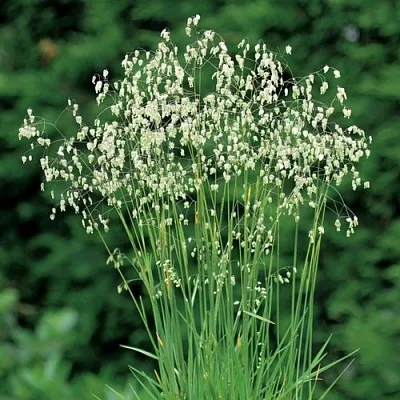 Трясунка средняя  Трясунка средняя в Смоленске