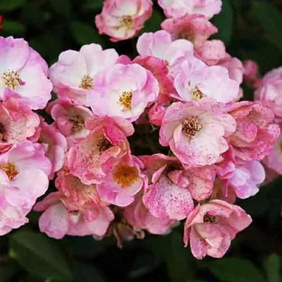 Саженцы роз АЛДЕН БИЗЕН мускусная  Саженцы роз АЛДЕН БИЗЕН мускусная в Смоленске