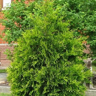 Туя АНЯ (АНИЕ) западная  Туя АНЯ (АНИЕ) западная в Смоленске