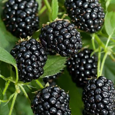 Ежевика АГАВАМ  Ежевика АГАВАМ в Смоленске