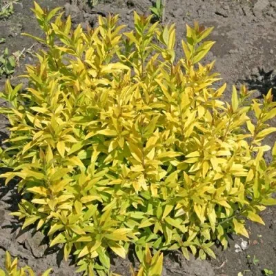 Бирючина АУРЕА обыкновенная — описание сорта Бирючина АУРЕА обыкновенная в Смоленске