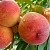 Персик ДИВНЫЙ в Смоленске