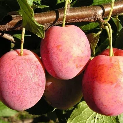 Слива ВИКТОРИЯ  Слива ВИКТОРИЯ в Смоленске