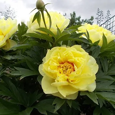 Пион БАРЦЕЛЛА ито-гибрид  Пион БАРЦЕЛЛА ито-гибрид в Смоленске