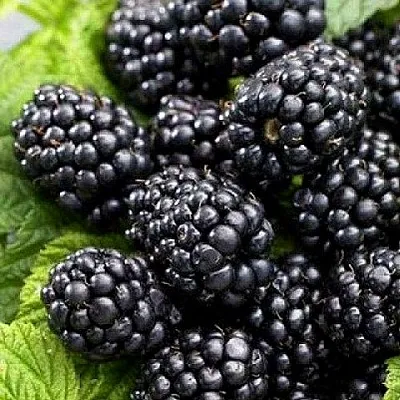 Ежевика БЖЕЗИНА бесшипная  Ежевика БЖЕЗИНА бесшипная в Смоленске