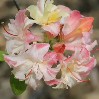 Азалия КЭННОНС ДАБЛ листопадная  Азалия КЭННОНС ДАБЛ листопадная в Смоленске