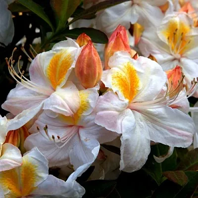 Азалия СИЛЬВЕР СЛИППЕР листопадная  Азалия СИЛЬВЕР СЛИППЕР листопадная в Смоленске