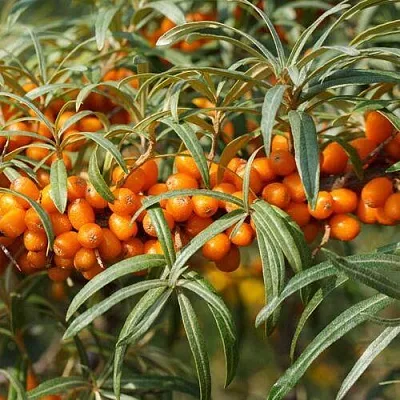 Облепиха РОСИНКА в Смоленске