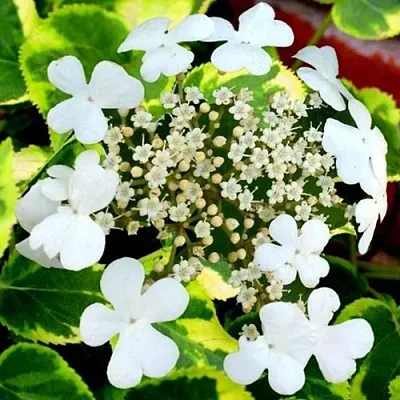 Гортензия МИРАНДА черешковая  Гортензия МИРАНДА черешковая в Смоленске