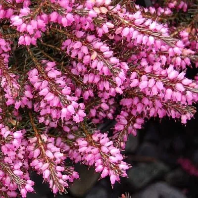 Эрика СТИНКЕ дарленская в Смоленске