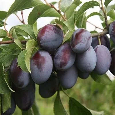 Слива РЕНКЛОД  Слива РЕНКЛОД в Смоленске