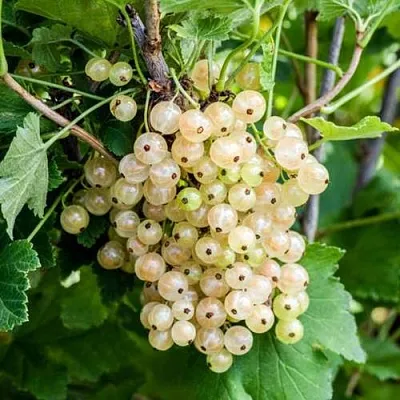 Смородина белая БЕЛАЯ ПОТАПЕНКО  Смородина белая БЕЛАЯ ПОТАПЕНКО в Смоленске